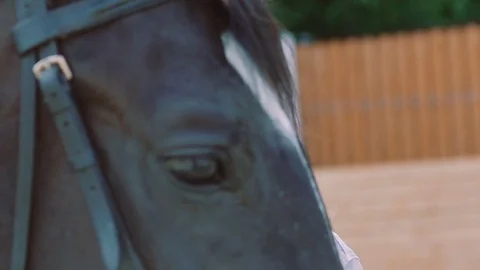Pretty young girl walks to friendly horse and caresses it nose. Slowly Stock Footage