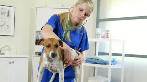 Pretty young vet checks dogs heart Stock Footage