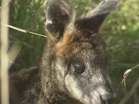 Prettyfaced wallibi 02 cu Stock Footage 22244246