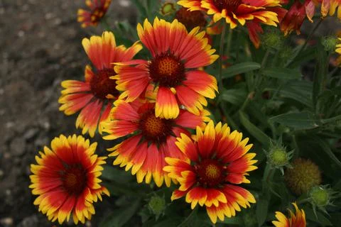 Prettyflowers 库存照片