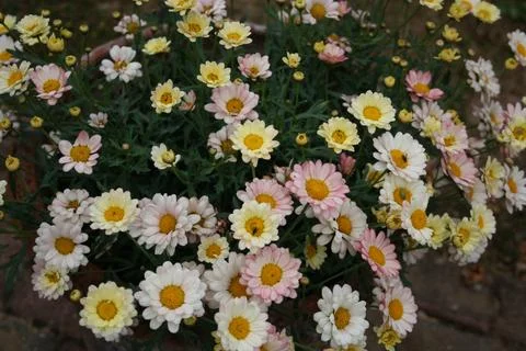 Prettyflowers2 Stock Photos