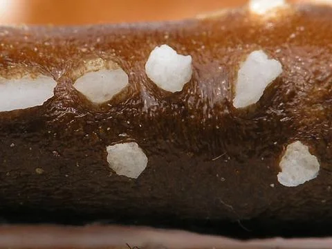 Pretzel Up Close Stock Photos