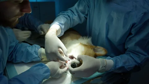 Prevent pet dental problems with in-depth cleaning procedure, dog teeth health 스톡 동영상 244679278