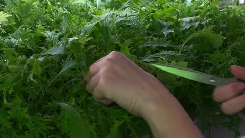 Preventive pruning of greenhouse seedlings Vidéo 175789842