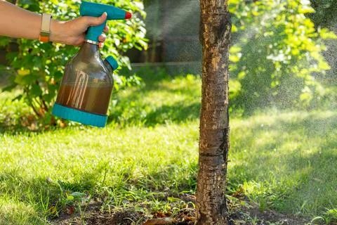 Preventive tree spraying for disease and pest control in green garden landsca Photos