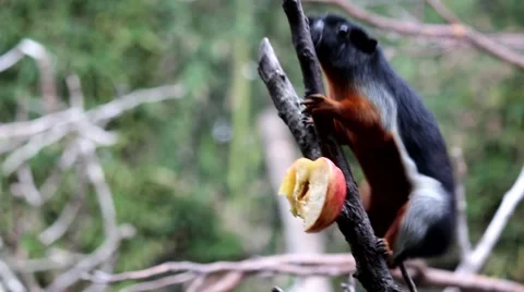 Prevost squirrel eating an apple Stock Footage 53204913