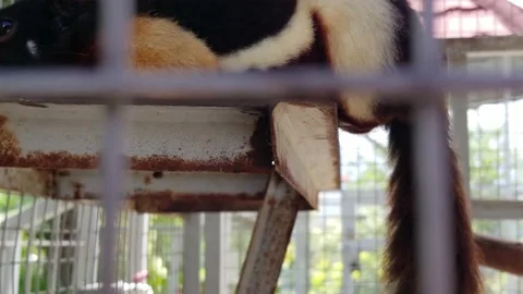 Prevost Squirrel/Callosciurus Prevostii lying still in cage Stock Footage 218229082