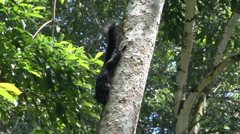 Prevost's Squirrel gnawing of bark and eat on tree trunk in lowland rainforest Stock Footage 56682597
