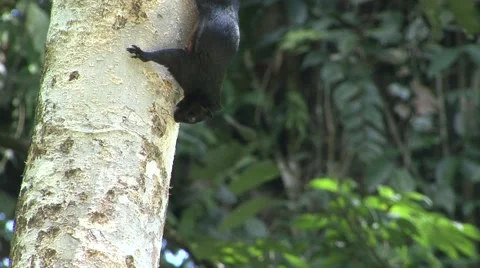 Prevost's Squirrel gnawing of bark and eat on tree trunk in lowland rainforest Stock Footage 56682859