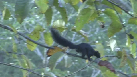 Prevost's Squirrel run and forage in lowland rainforest canopy Stock Footage 56682941