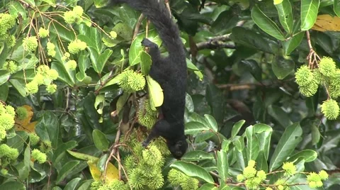 Prevost's Squirrel run and forage in lowland rainforest canopy Stock Footage 56683254