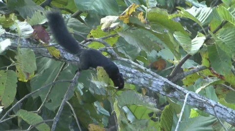 Prevost's Squirrel run and forage in lowland rainforest canopy Video stock 56683272
