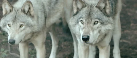 Prey animals wolves in a pack hunting Stock Footage 168329064