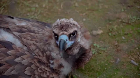 A prey brown falcon looking around. Stock Footage 279103564
