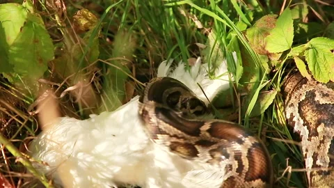 The prey is caught Stock Footage 159018908