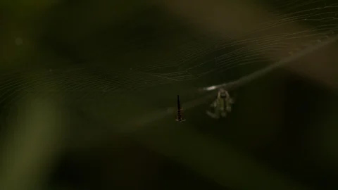 Prey caught in a spiders web, the spider prepares itself in the background Stock Footage 108038120