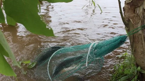 Prey fish hooks, the man sitting by the river fishing Stock Footage 58200212