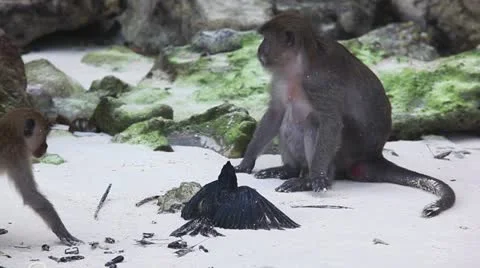 Prey Video stock 21980939