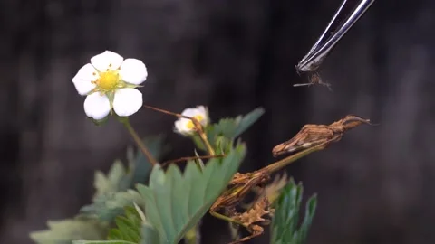 Prey given to eat to a praying mantis while perched on a flower branch Stock Footage 157268435