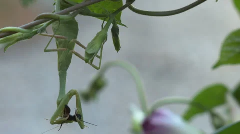 Prey mantis eating a cricket Stock Footage 35973328