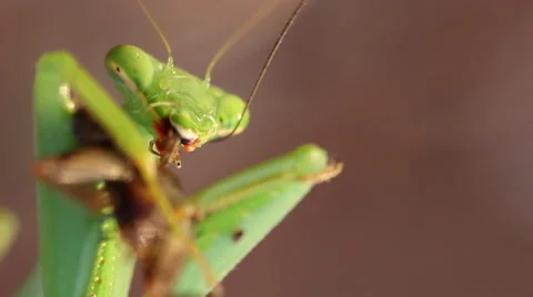 Prey Mantis Stock Footage 50441091