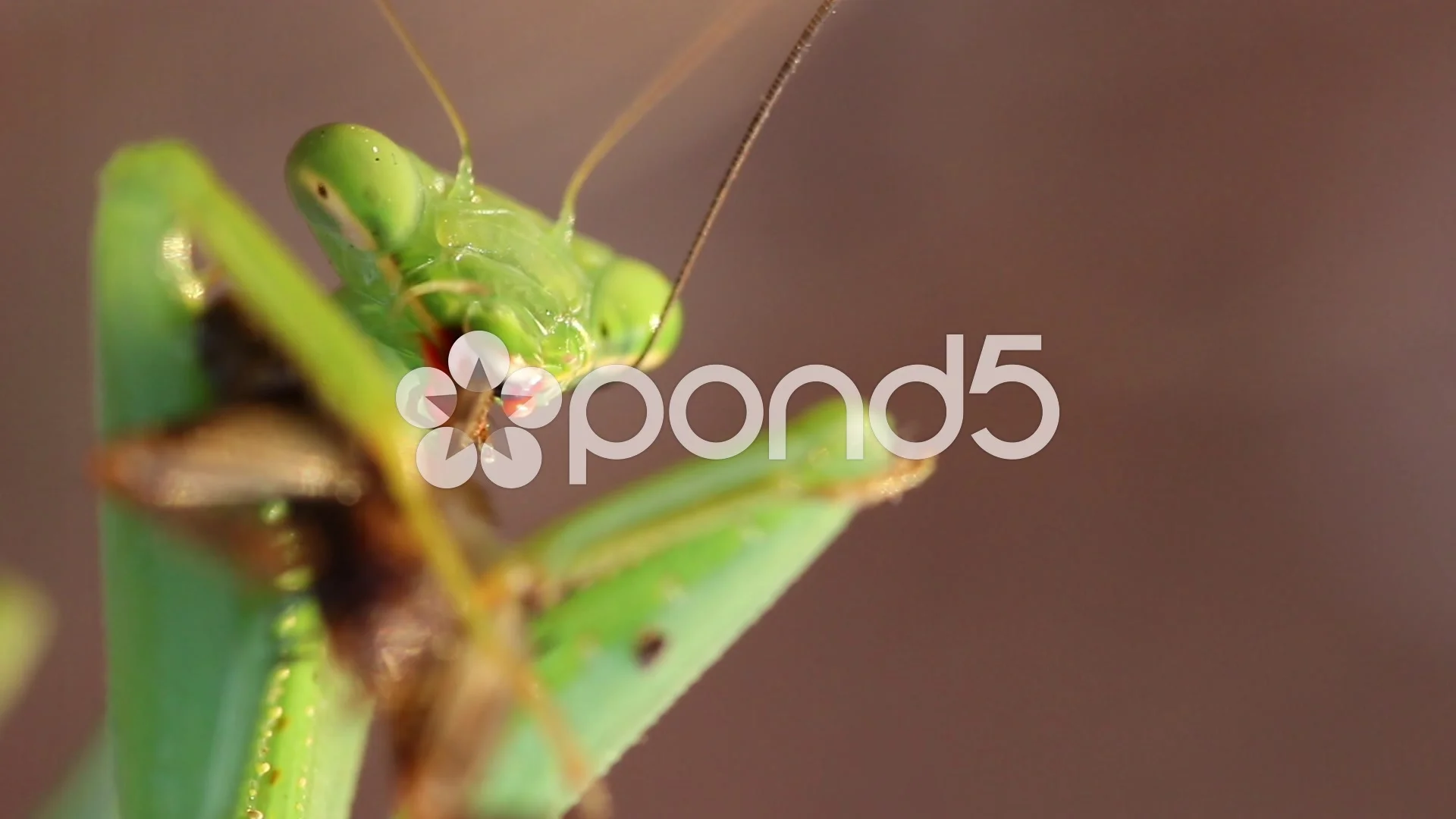 praying mantis eating mate gif