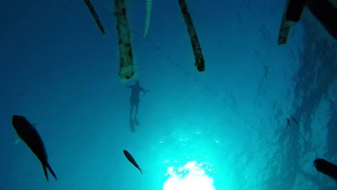 The prey seen from the deep Stock Footage 90024111