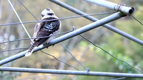 Preying Kookaburra Stock Footage 8685206
