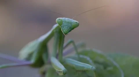 Preying Mantis being Curious 스톡 동영상 66524554
