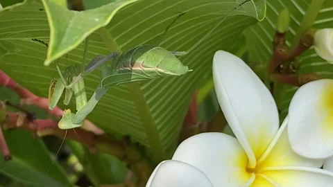Preying Mantis Eating 1 動画素材 143043845