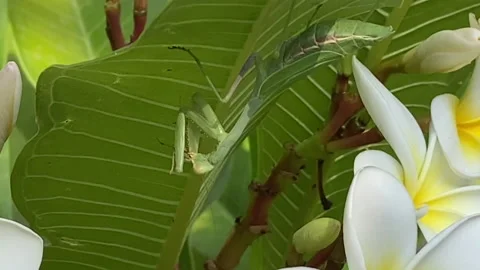Preying Mantis Eating 2 Stock Footage 143043768