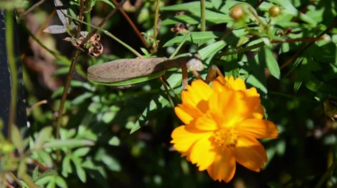 Preying Mantis Stock Footage 31746064