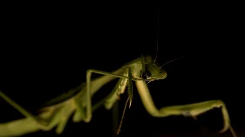 Preying Mantis Video stock 76972818
