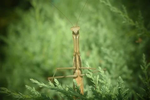 Preying Mantis in Juniper Tree Stock Photos