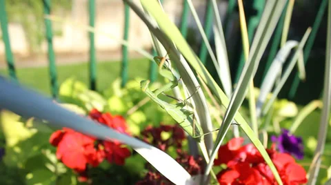 Preying Mantis on a plant Video stock 34262876