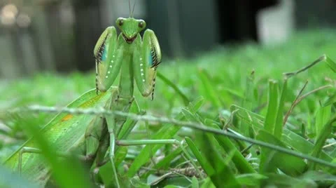 PreyingMantis1 Stock Footage 11071205