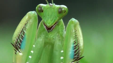 PreyingMantis2 Stock Footage 11071299