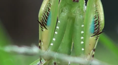 PreyingMantis3 Stock Footage 11071333