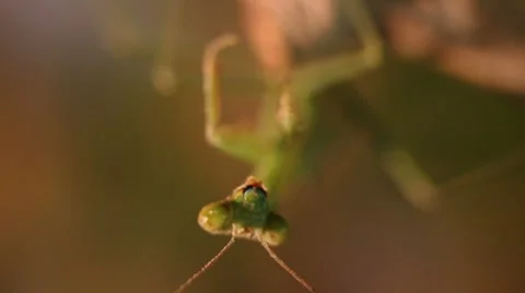 Preymantis Cleaning Limbs Stock Footage 8691254