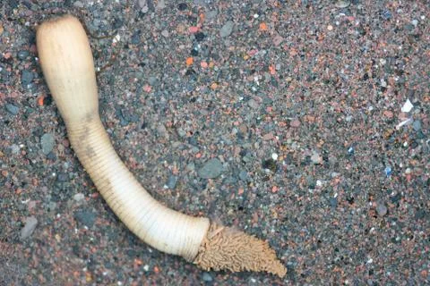 Priapulus caudatus Stock Photos