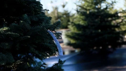 Price of a Christmas tree Stock Footage 82723312