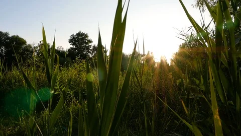 Price for HD video Stock Footage 123971077