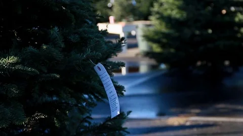 Price tag on Christmas tree Stock Footage 82722299