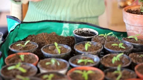 Prick out Stock Footage 22339405