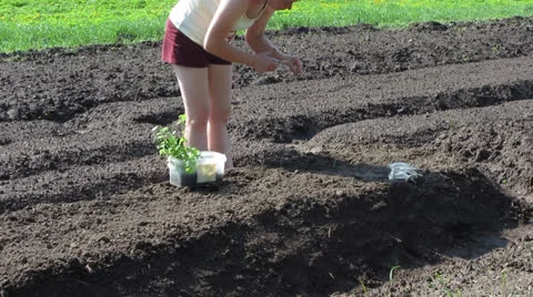 Prick out Video stock 23692429