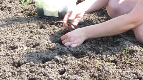 Prick out Vídeo Stock 23693619