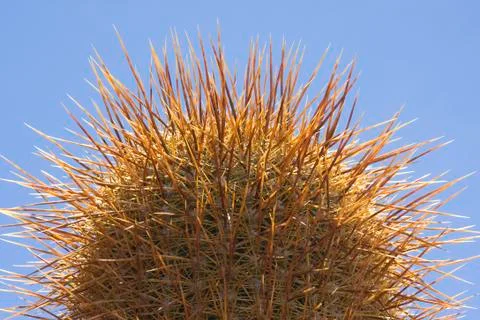 Prickels of a cactus in backlight Stock Photos