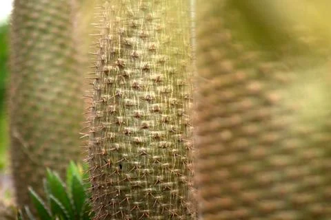 Pricker Stock Photos