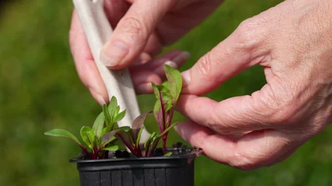 Pricking out and lifting beetroot seedling, slow motion 4K 스톡 동영상 329228641