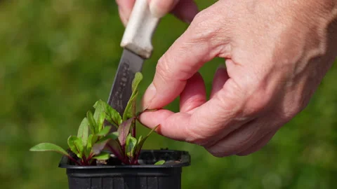 Pricking out beetroot seedling, slow motion 4K Stock Footage 329228594